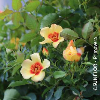 ©SUNFLOR - Primavera